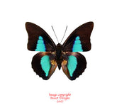 Prepona dexamenes (Peru)
